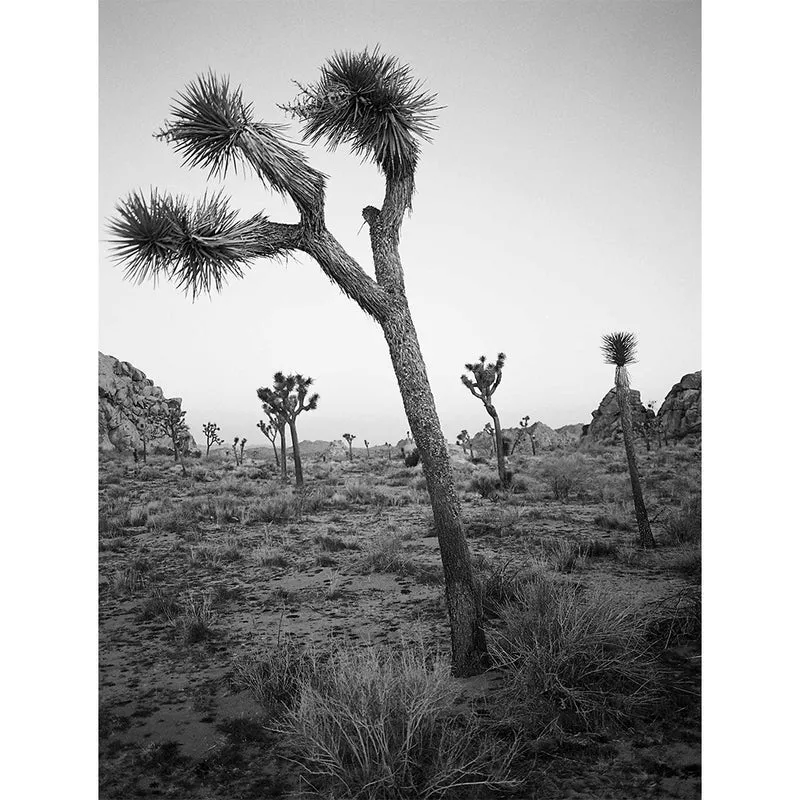 Film Noir et Blanc Ektapan 400 (35mm/100pi)