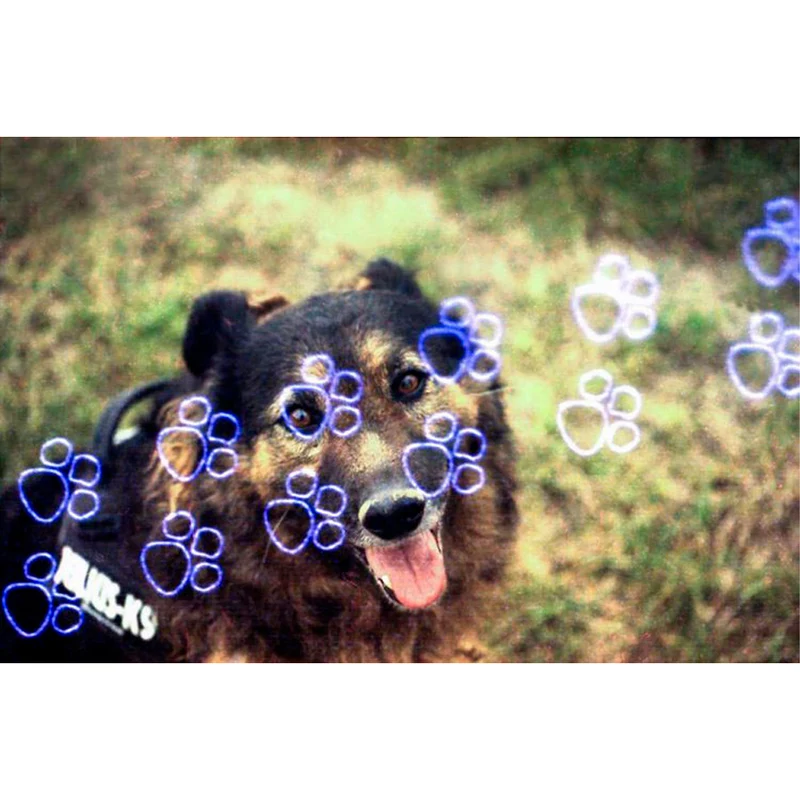 Film KONO! KATZ Couleur (35mm/24 poses)