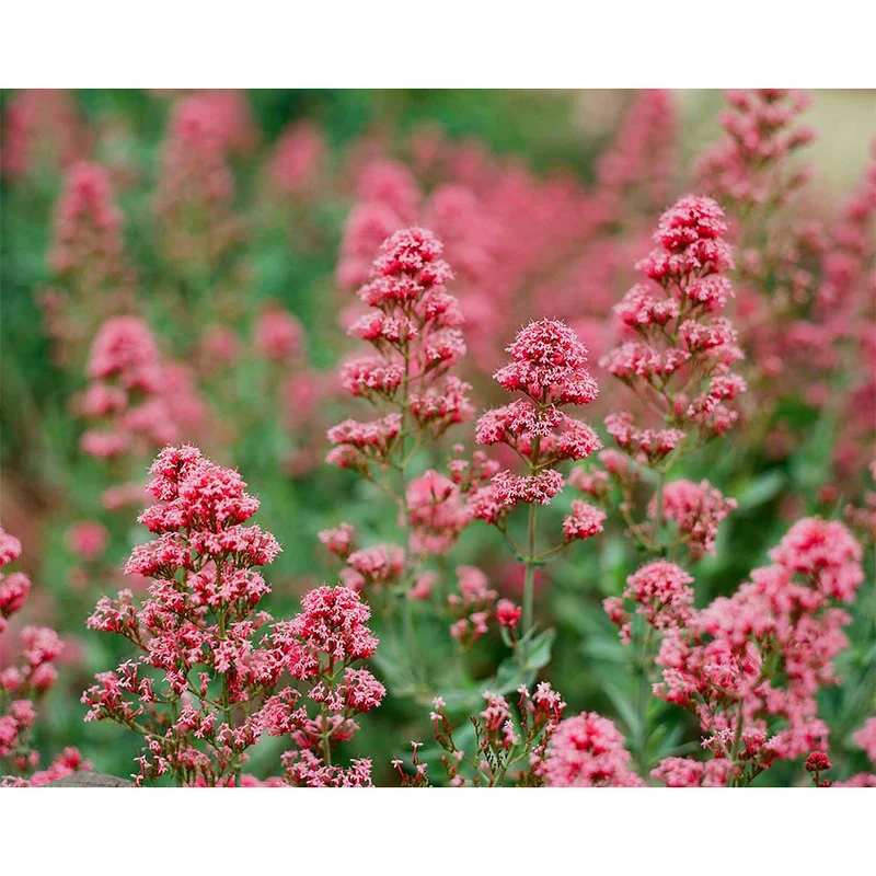 Film Couleur Pro Ektar 100 (35mm/36 Poses)