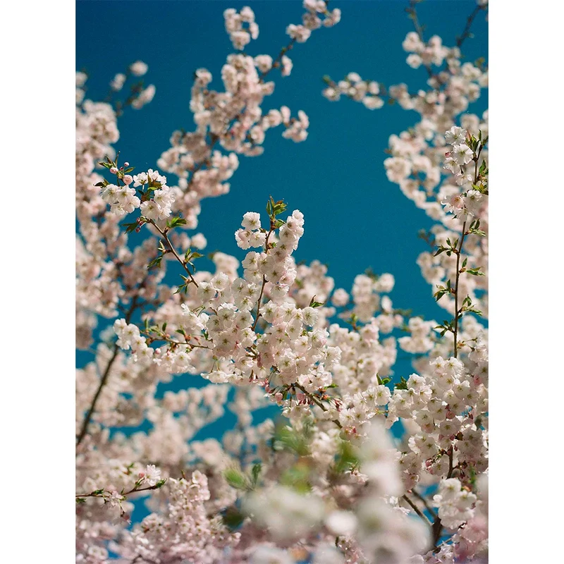 Film Couleur Ektacolor Pro 160 (35mm/36 Poses)